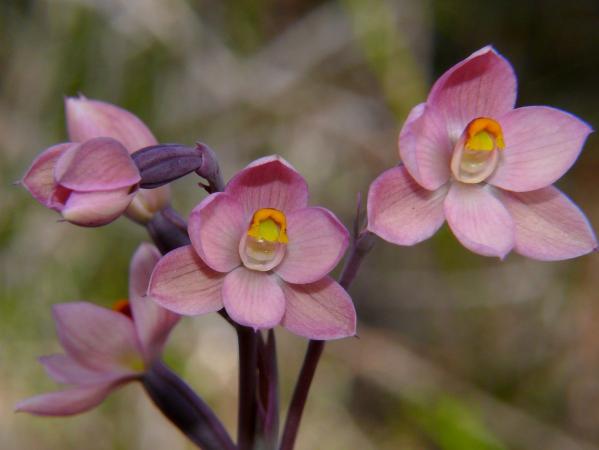 Thelymitra rubra - Salmon Sun Orchid.jpg